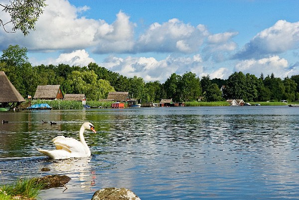 Schwan im Krakower See